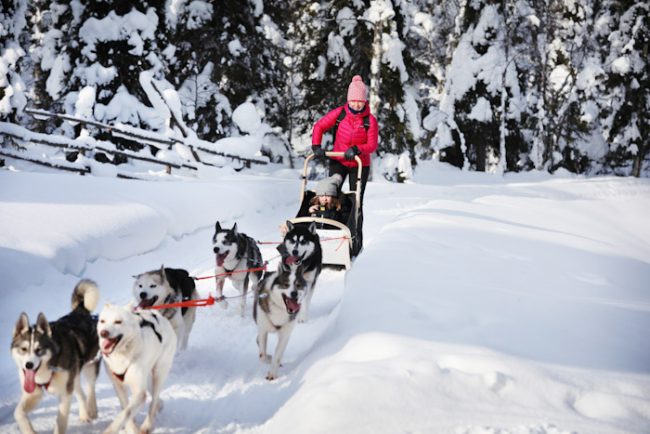 Excursión con perros husky en Ruka 