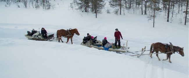 Excursión con caballos finlandeses 