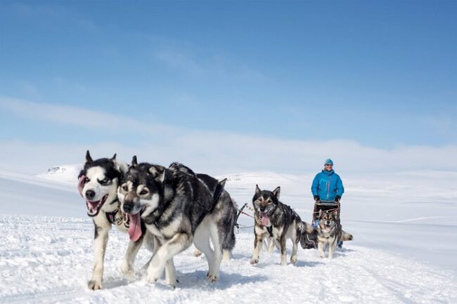 Excursión-con-huskys-alrededor-de-Muonio_fotoHarrinivaHotelsSafaris