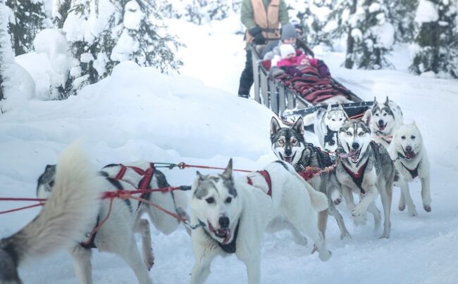 Excursión-con-perros-husky-en-Levi_fotoLevi