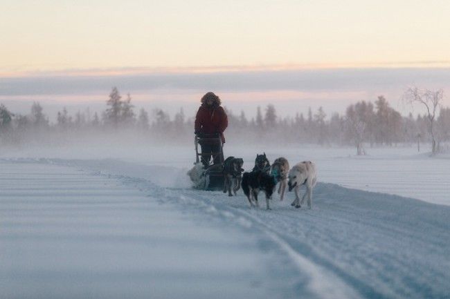 Excursión con perros husky 