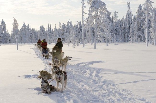 Excursión con perros husky 