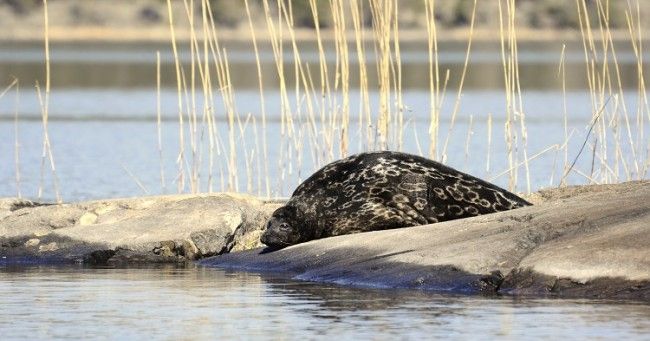 Foca Anillada del Saimaa tomando el Sol