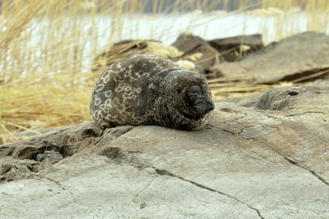 Foca Anillada del Saimaa 