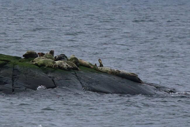 Focas-durmiendo-en-la-isla-Bengtskär_fotoBengtskär