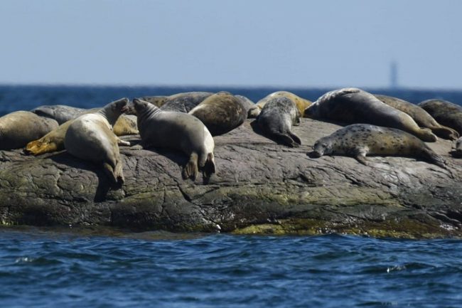 Focas grises en el Parque Nacional del Archipiélago de Ekenäs 