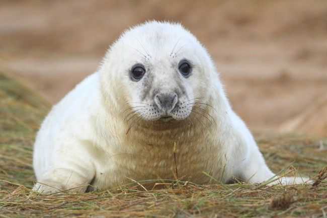 Foquita bebé del Saimaa