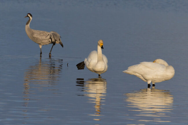 Grulla-común-y-Cisne-cantor_fotoFinnature