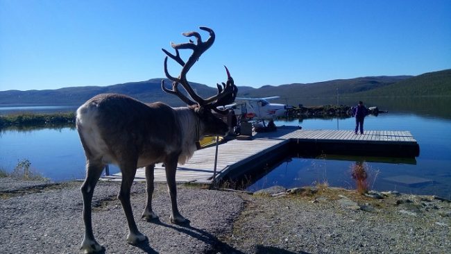 Hidroavión y reno en el lago Kilpisjärvi