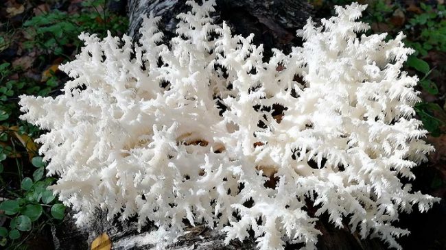 Hongo de los Dientes de Coral, Hericium Coralloides 