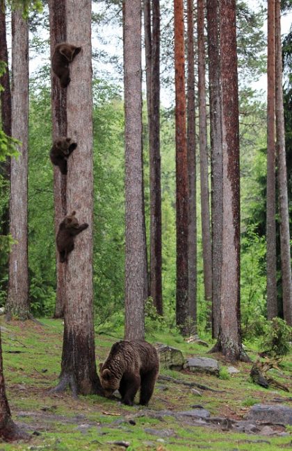 Hossa es un buen lugar para la observación de manera segura de osos y otros animales 