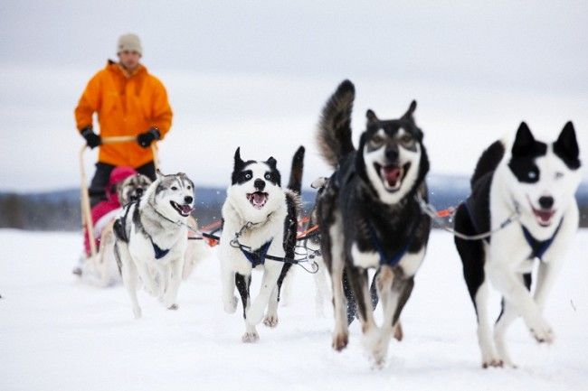 Huskies en acción-Saariselkä, foto: VisitFinland.