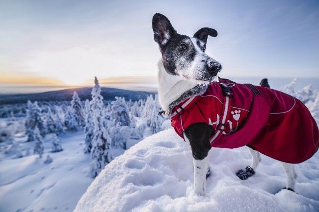 Husky de Alaska abrigado