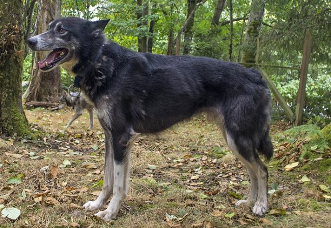 Husky-de-Alaska_fotoAsigglin-Wikipedia