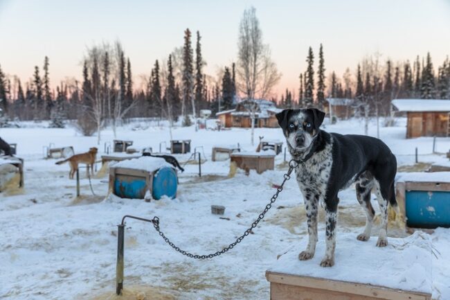 Husky-de-Alaska_fotoMarkusTrienke-GoldstreamHusky-Wikipedia