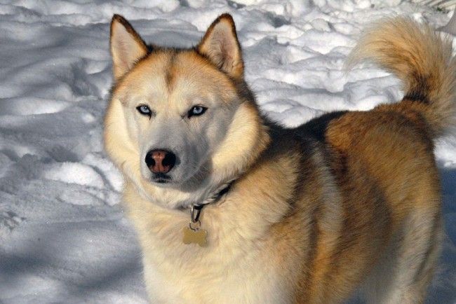 Husky de Siberia 