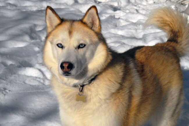 Husky-siberiano-de-color-arena_fotoSueAndMarty-Wikipedia