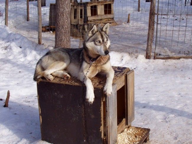  Husky Siberiano, Polar Speed 