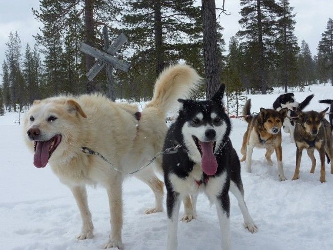 Huskys Alaska