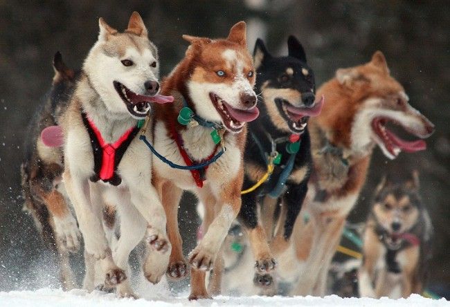 Huskys deAlaska en acción (foto:Wikipedia)