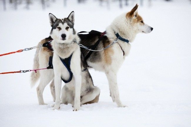 Huskys esperando 