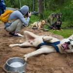 Huskys en verano (Foto HelloLapland)