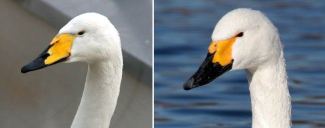 Cisne cantor blanco y cisne chico 