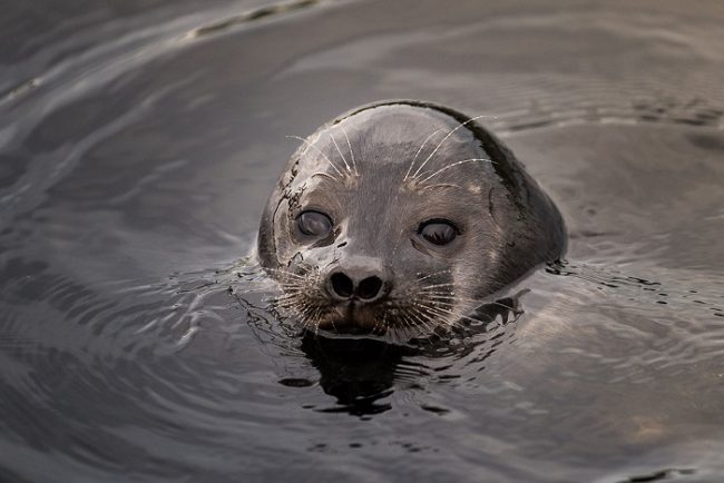 La foca anillada de Saimaa se puede ver en el Parque Nacional de Kolovesi 