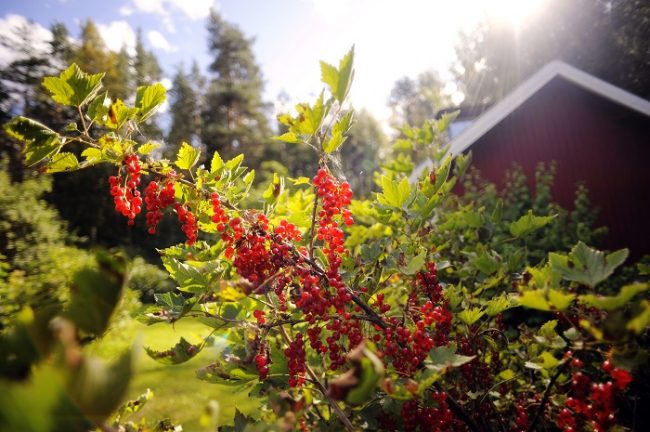 La Grosella también es muy utilizada para crear vinos y espumosos en Finlandia