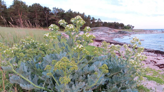 La-isla-de-Örö-goza-de-una-variada-vegetación-Paraiso-de-gran-variedad-de-aves_fotoLauraLehtonen