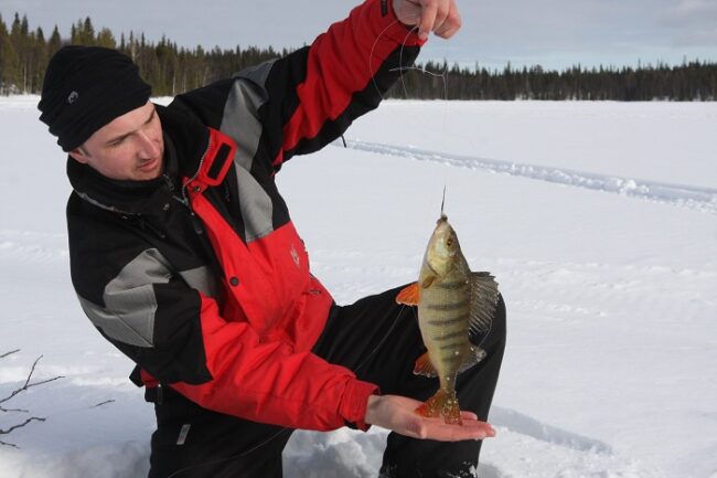 La-perca-es-un-pescado-muy-común-en-los-lagos-y-ríos-de-Finlandia_fotoVillaKarhunpesä