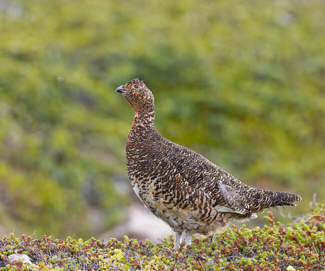 Lagópodo-común-Lagopus-lagopus-con-plumaje-de-verano_fotoFinnature