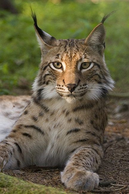 Lince boreal (Lynx lynx)