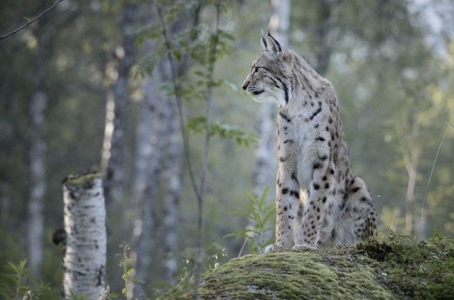 Lince en la zona de Muonio 