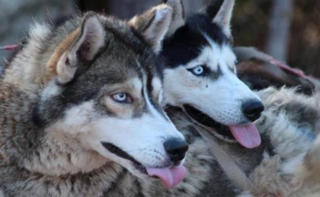 Huskys en Luosto, Laponia, Finlandia