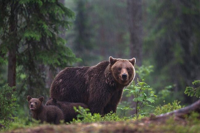 Mamá-oso-y-cachorros-en-el-bosque-de-Finlandia_fotoBogdanBoewWildlifePhotography