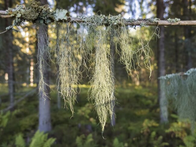 Musgo de barba (foto:PenttiSormunen-VisitFinland)