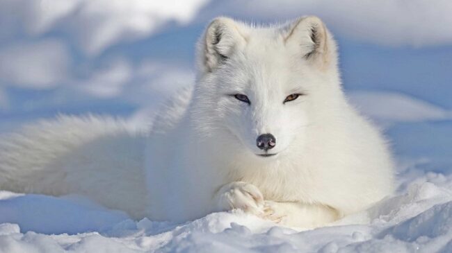 Naali-Zorro-Ártico-en-invierno_fotoAZAnimals