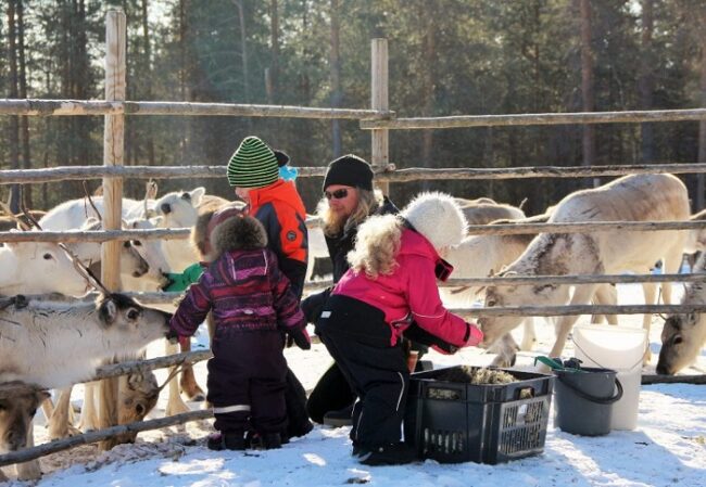 Niños-repartiendo-liquen-La-comida-preferida-de-los-renos_fotoJaakkolaReindeerFarm