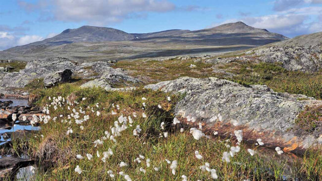 No-es-difícil-encontrar-el-silencio-en-el-Nordkalott-Trail_fotoSeijaOlkkonenNationalParks