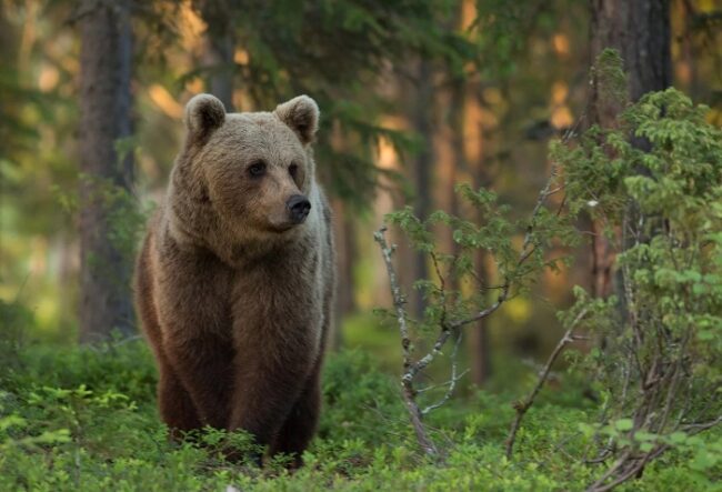 Oso-pardo-durante-el-verano-captado-desde-una-cabaña-escondite_fotoBearCenter