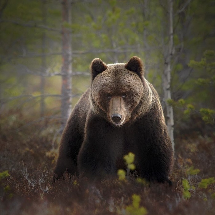 Oso-pardo-en-el-bosque-de-Finlandia_fotoNikoPekonen