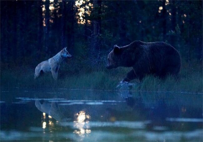 Oso-pardo-y-lobo-en-Finlandia_fotoNikoPekonen