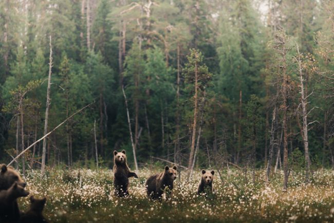 Osos pardos en Finlandia 