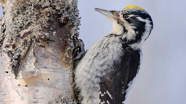 Pájaro carpintero, Pico Tridáctilo Euroasiático 