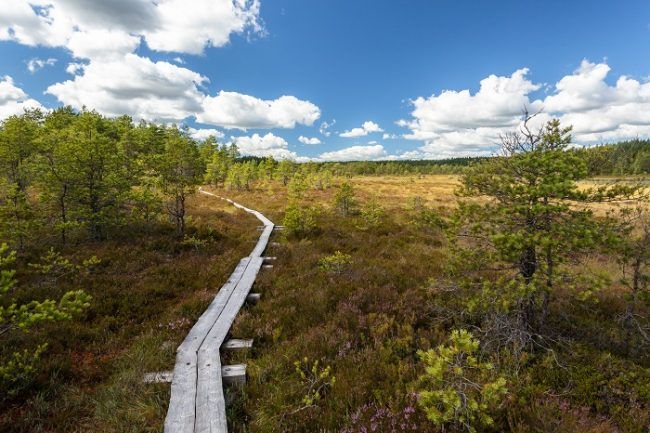 Pasarela en zona pantanosa en el Parque Nacional de Patvinsuo 