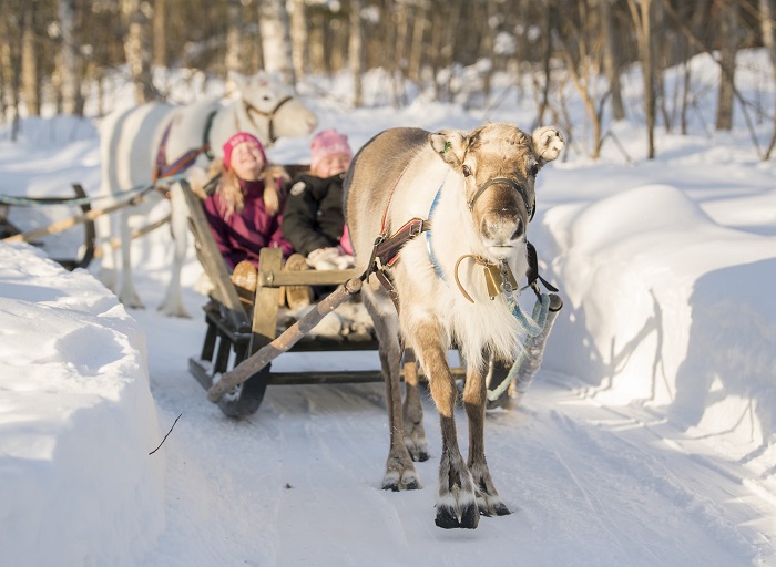 Paseo-con-renos-en-Laponia_fotoArkadiaReindeerFarmVisitFinland