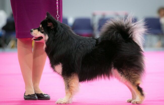 Perro-finlandés-de-Laponia-durante-un-concurso-de-belleza_fotoKuvauksellista-Lappalaiskoirat