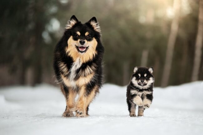 Perros-finlandeses-de-Laponia-Mama-y-cachorro_fotoLappalaiskoirat