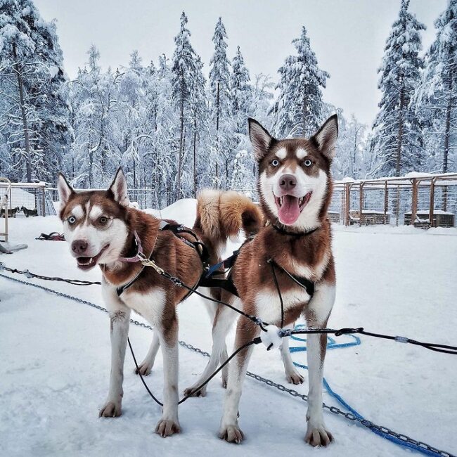 Perros-husky-preparados-para-ir-de-excursión_fotoApukkaResort